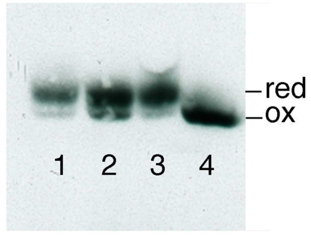 In vivo redox state of DsbC.jpg